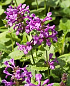 STACHYS MACRANTHA VIOLACEA