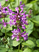 STACHYS MACRANTHA VIOLACEA