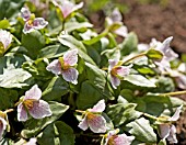 TRILLIUM RIVALE