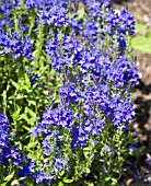 VERONICA AUSTRIACA KNALLBLAU