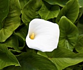 ZANTEDESCHIA APPLE COURT BABE