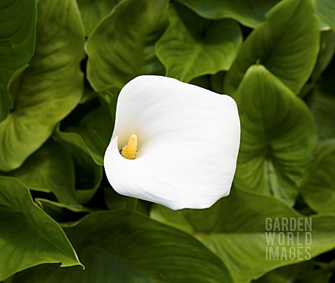 ZANTEDESCHIA_APPLE_COURT_BABE