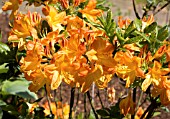 RHODODENDRON ARNESON GEM