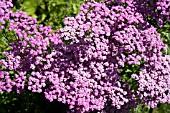 ACHILLEA MILLEFOLIUM LILAC BEAUTY