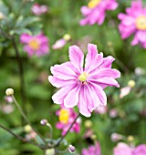 ANEMONE HYBRIDA ROTKAPPCHEN