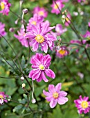 ANEMONE HYBRIDA ROTKAPPCHEN