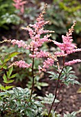 ASTILBE BRESSINGHAM BEAUTY