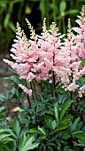 ASTILBE ELIZABETH BLOOM