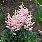 ASTILBE ELIZABETH BLOOM