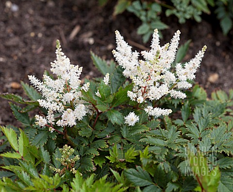 ASTILBE_IRRLICHT