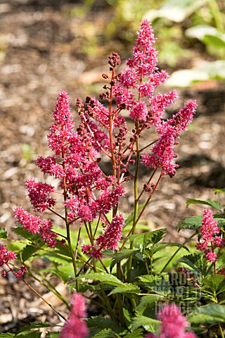 ASTILBE_KOLN