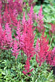 ASTILBE ROTLICHT