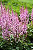 ASTILBE SHEILA HAXTON