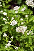 ASTRANTIA MAJOR BERENDIEN STAM