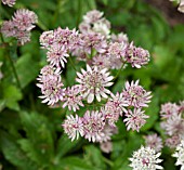 ASTRANTIA BAVARICA