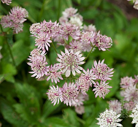 ASTRANTIA_BAVARICA