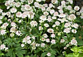 ASTRANTIA MAJOR BUCKLAND