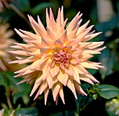 DAHLIA CHERWELL SKYLARK