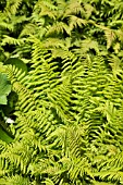 ATHYRIUM FILIX-FEMINA MINUTISSIMUM