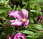 CLEMATIS INTEGRIFOLIA ALIONUSHKA