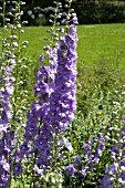 DELPHINIUM CAMELIARD