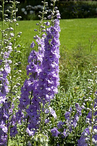 DELPHINIUM_CAMELIARD