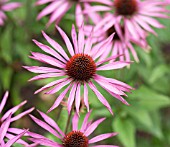 ECHINACEA PURPUREA MAXIMA