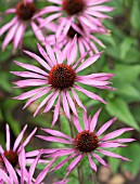 ECHINACEA PURPUREA MAXIMA