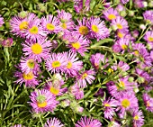 ERIGERON GAIETY