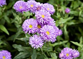 ERIGERON PROSPERITY