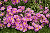 ERIGERON UNITY