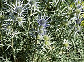 ERYNGIUM BOURGATII