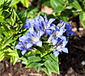 GENTIANA SEPTEMFIDA LATIFOLIA