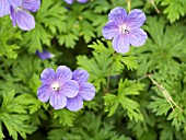 GERANIUM HIMALAYENSE BABY BLUE