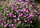 GERANIUM SANGUINEUM ALAN BLOOM