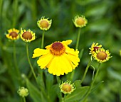 HELENIUM GOLDENE JUGEND