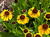 HELENIUM PIPSQUEAK