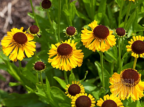 HELENIUM_PIPSQUEAK