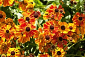 HELENIUM WALDTRAUT