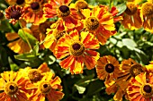 HELENIUM WALDTRAUT