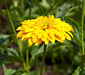 HELIOPSIS HELIANTHOIDES GOLDGEFIEDER