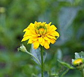 HELIOPSIS HELIANTHOIDES GOLDGRUNHERTZ