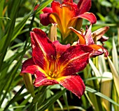 HEMEROCALLIS ANZAC