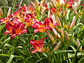 HEMEROCALLIS CHERRY CHEEKS