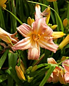 HEMEROCALLIS CHILDRENS FESTIVAL