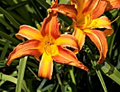 HEMEROCALLIS HORNBY CASTLE