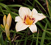 HEMEROCALLIS VARSITY