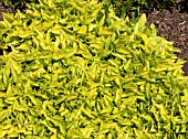 HOSTA HYDON SUNSET