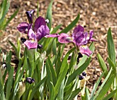 IRIS  GERMANICA VERA GAY