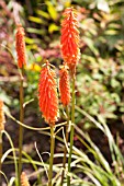 KNIPHOFIA PENNY ROCKETS